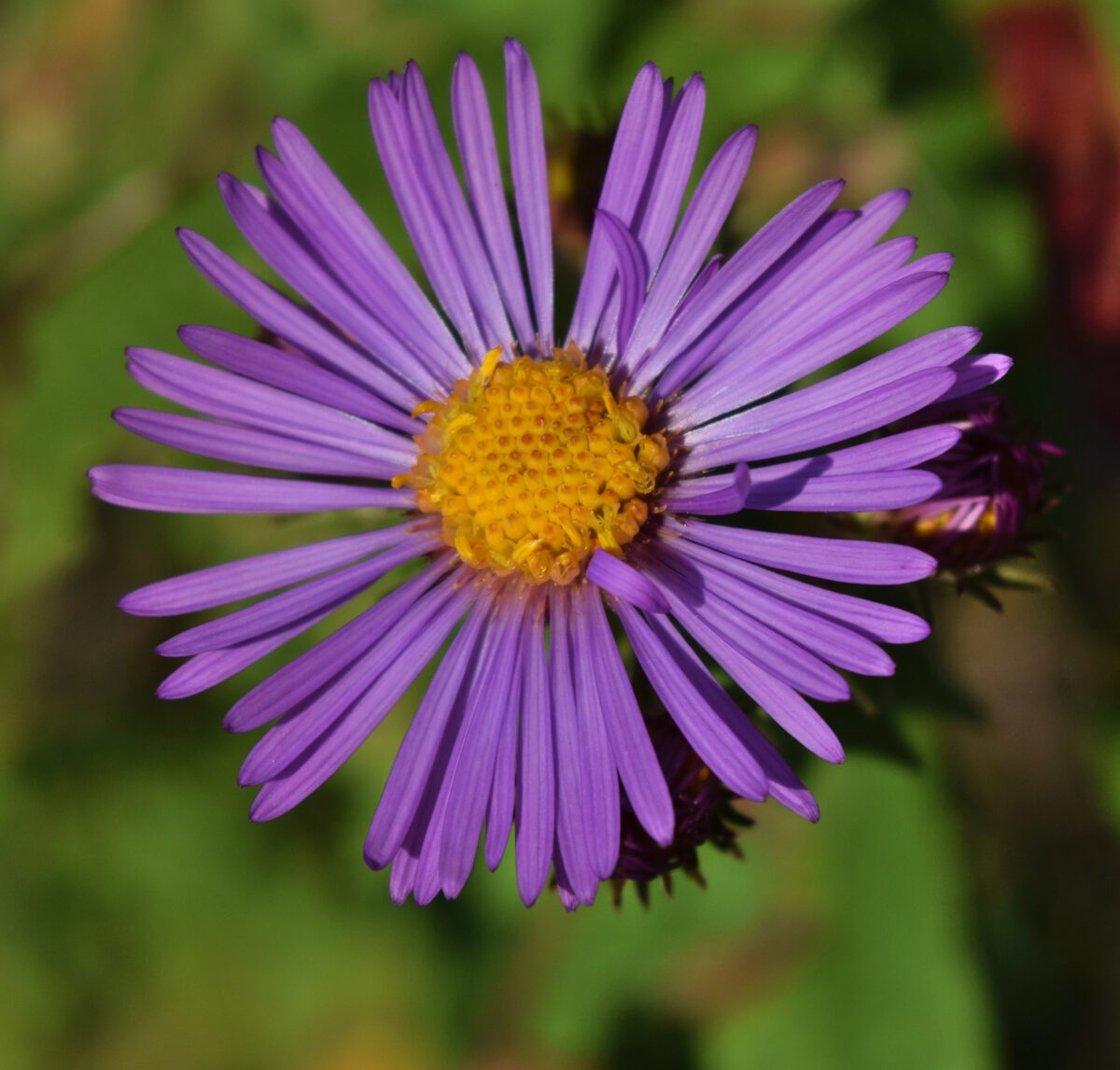 Flerårig asters – Symphyotrichum novae-angliae Lilla blomsterkurv af flerårig asters, Symphyotrichum novae-angliae, med gul midte