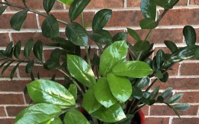 Stueplanter til skygge: 7 gode valg, lys og vanding