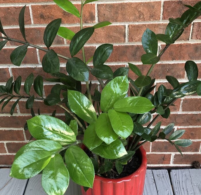 Stueplanter til skygge: 7 gode valg, lys og vanding