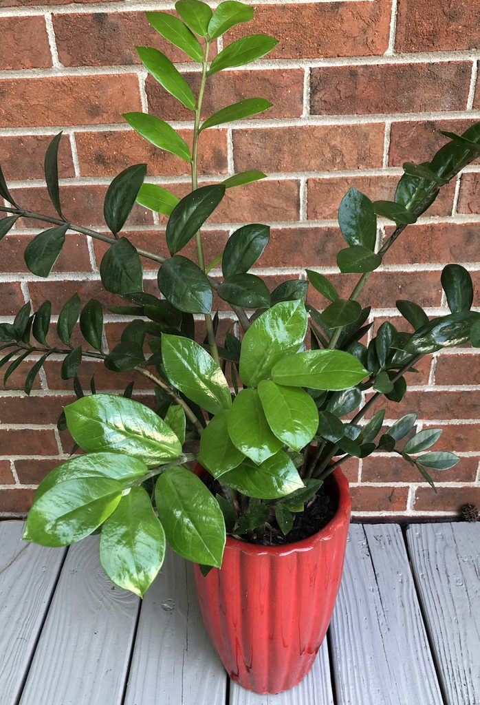 ZZ-plante, Zamioculcas zamiifolia, med blanke grønne småblade i en rød potte